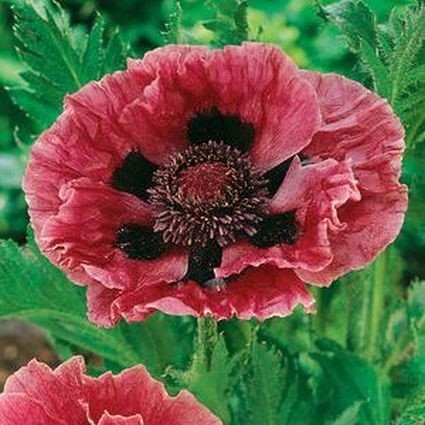 Manhattan Oriental Poppy - Image 3