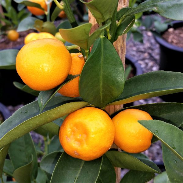 Marumi Kumquat - Image 3