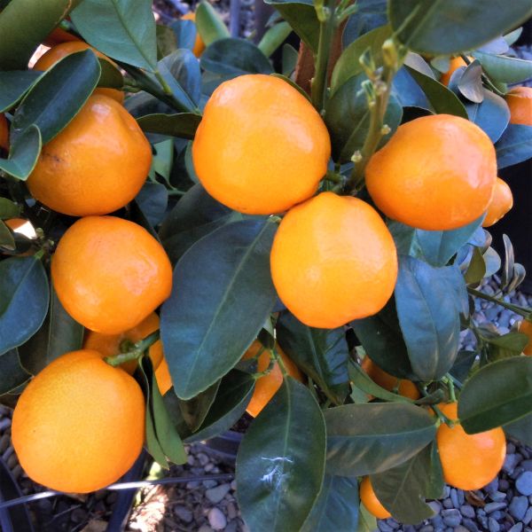 Marumi Kumquat