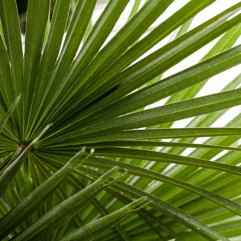 Mediterranean Fan Palm Tree - Image 2