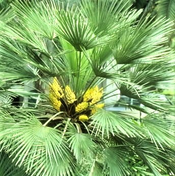 Mediterranean Fan Palm Tree - Image 4