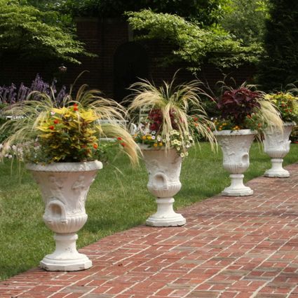 Mexican Feather Grass - Image 5