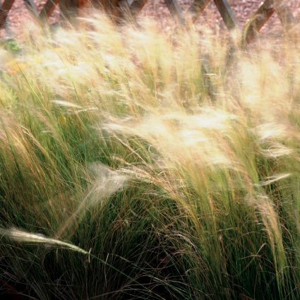 Mexican Feather Grass - Image 3
