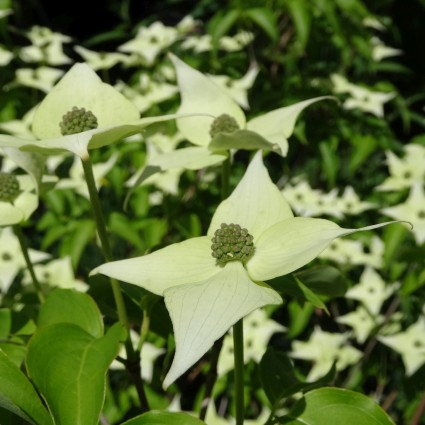 Milky Way Dogwood - Image 4
