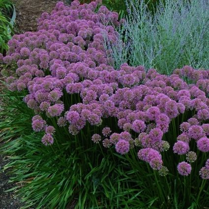 Millenium Allium - Image 4