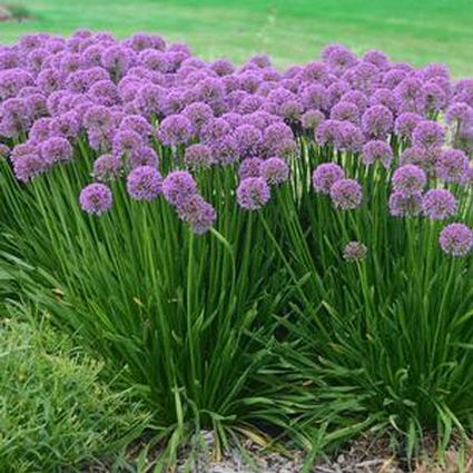 Millenium Allium - Image 3
