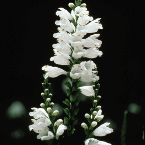 Miss Manners Obedient Plant - Image 3