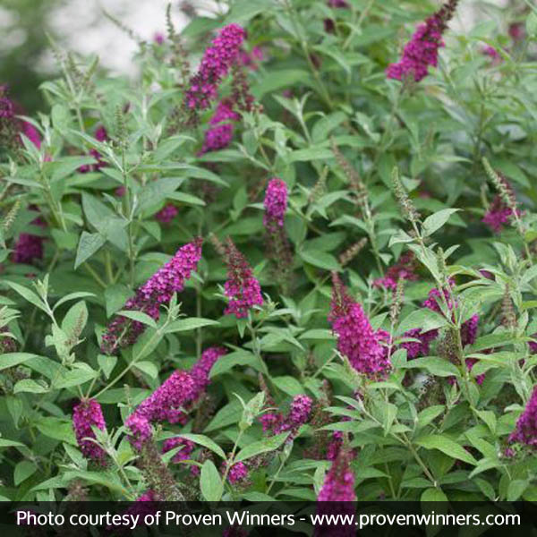 Miss Molly Butterfly Bush - Image 2