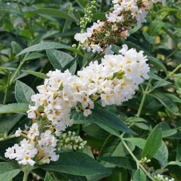 Miss Pearl Butterfly Bush - Image 3