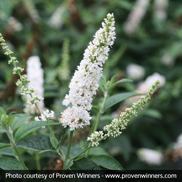 Miss Pearl Butterfly Bush