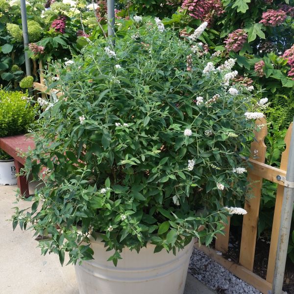 Miss Pearl Butterfly Bush - Image 5