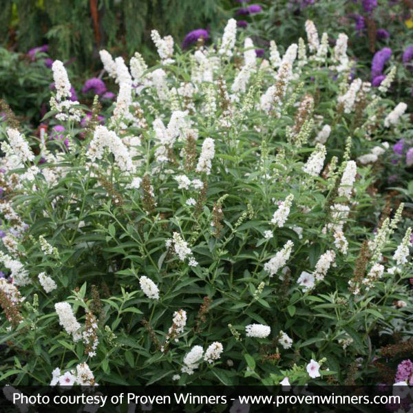 Miss Pearl Butterfly Bush - Image 2