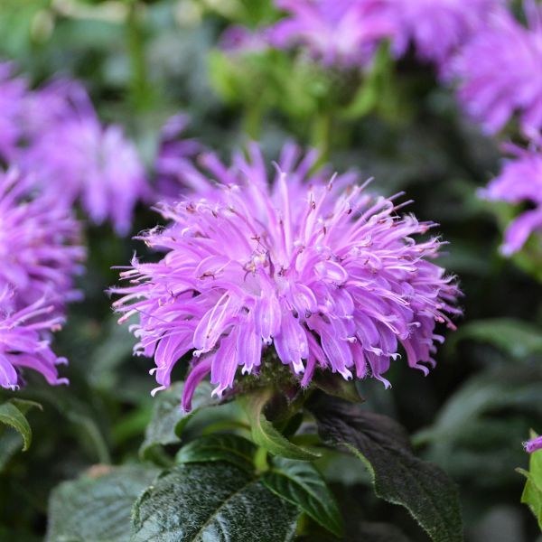 Sugar Buzz® Blue Moon Bee Balm