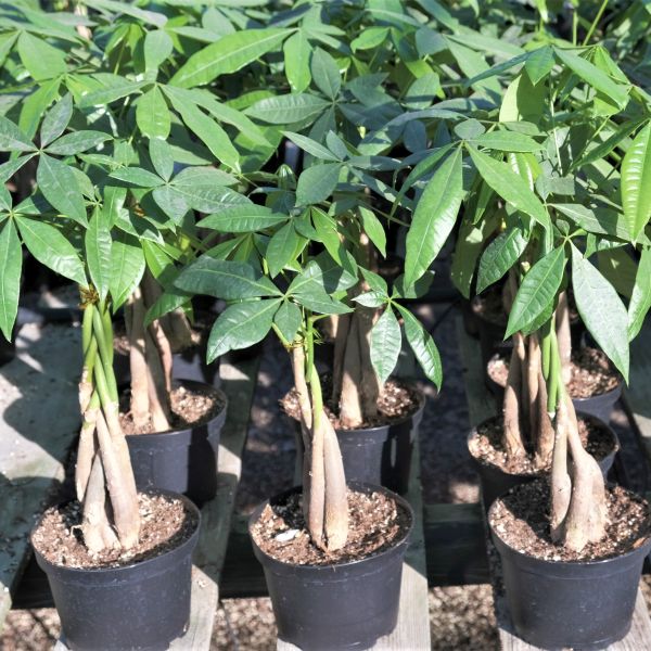 Money Tree - Image 3