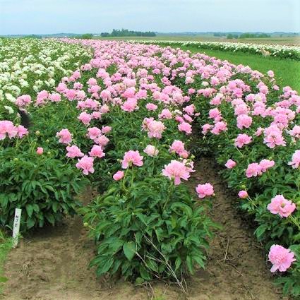 Monsieur Jules Elie Peony - Image 3