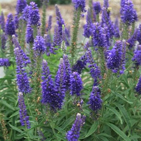 Moody Blues® Dark Blue Veronica - Image 4