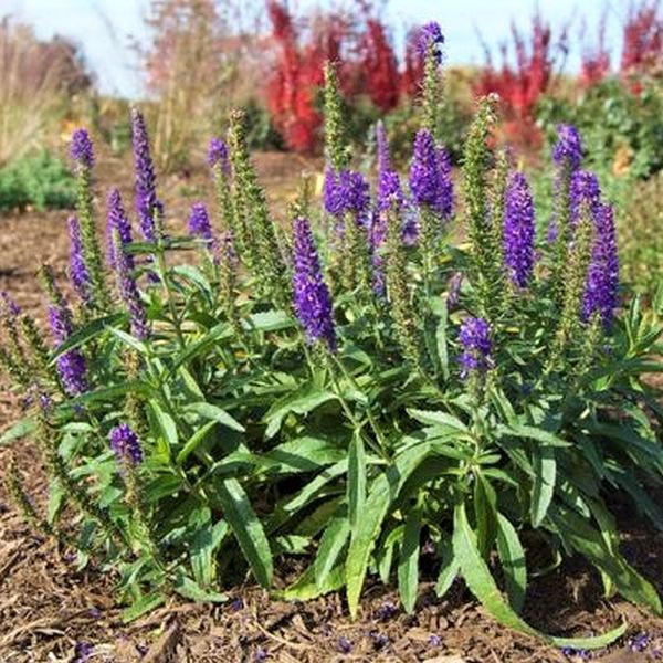 Moody Blues® Dark Blue Veronica