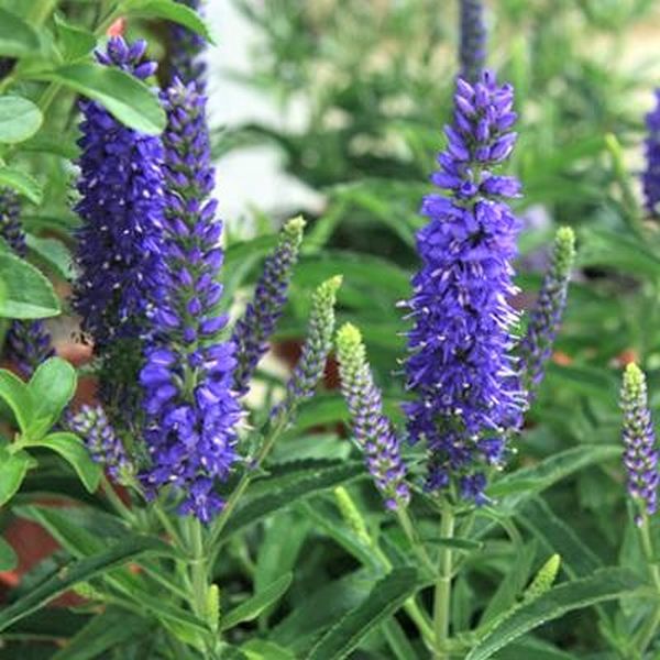 Moody Blues® Dark Blue Veronica - Image 3