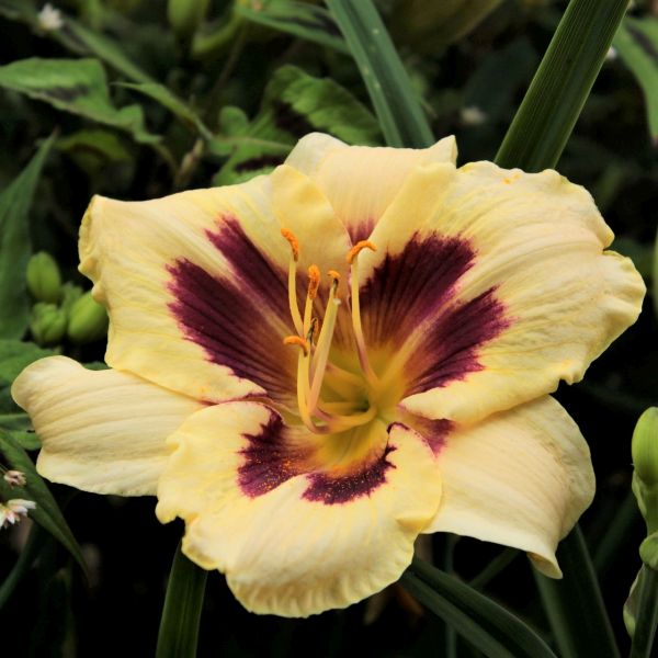 Moonlit Masquerade Daylily