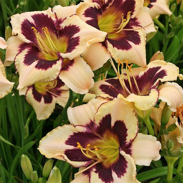 Moonlit Masquerade Daylily - Image 3