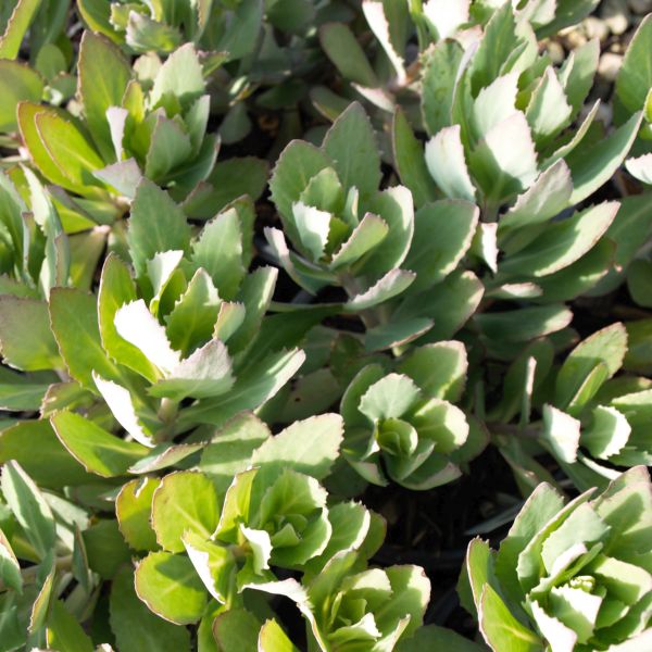 Mr. Goodbud Sedum - Image 3