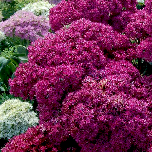 Mr. Goodbud Sedum - Image 2