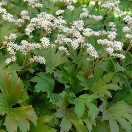 Mukdenia Karasuba - Image 3