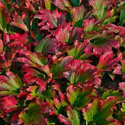 Mukdenia Karasuba - Image 4