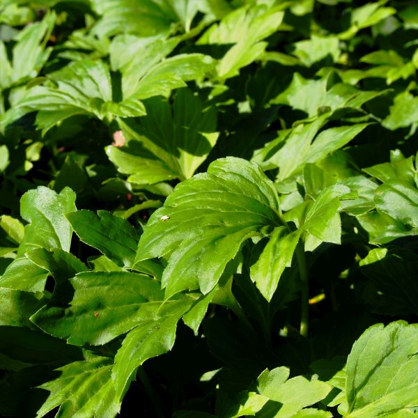 Mukdenia Karasuba - Image 5