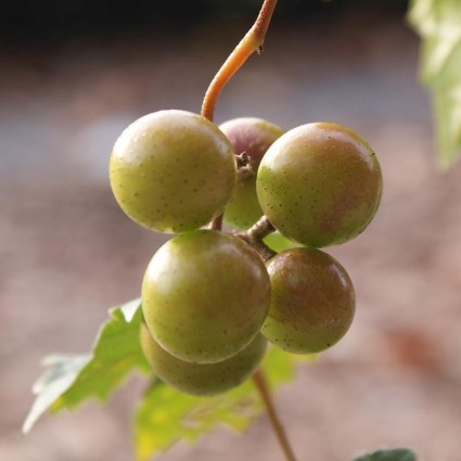 Carlos Muscadine Grape Vine
