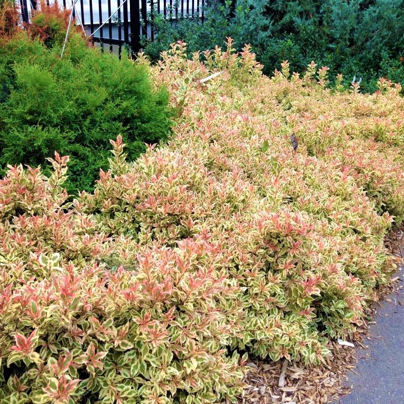 My Monet® Weigela - Image 5