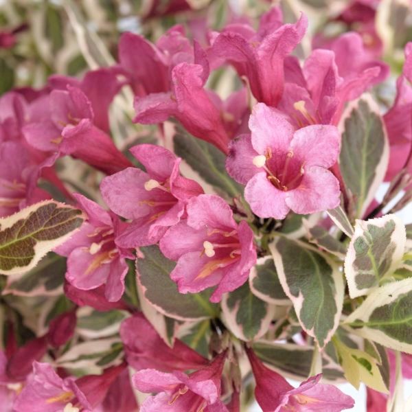 My Monet® Weigela