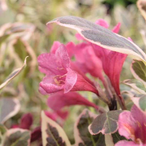 My Monet® Weigela - Image 4