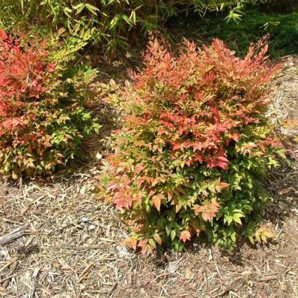 Gulf Stream Heavenly Bamboo - Image 2