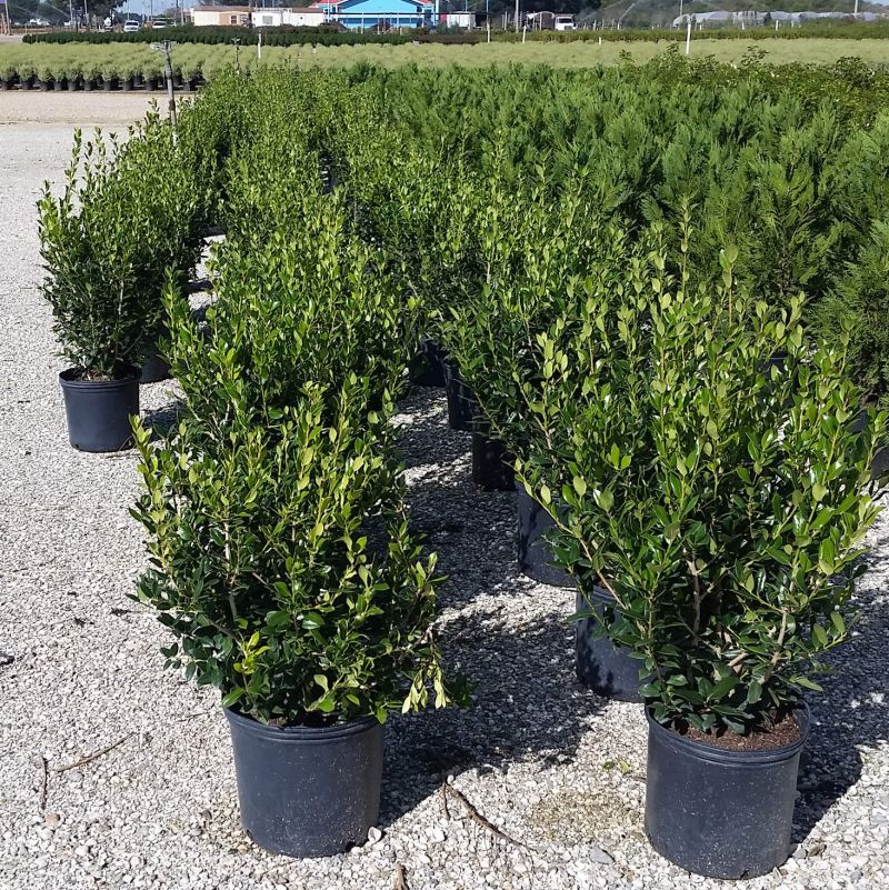 Needlepoint Holly - Image 3