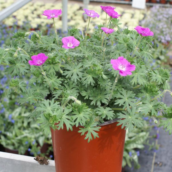 New Hampshire Purple Geranium - Image 3
