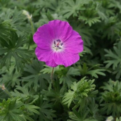New Hampshire Purple Geranium