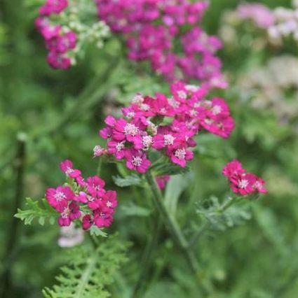 New Vintage™ Violet Yarrow - Image 3