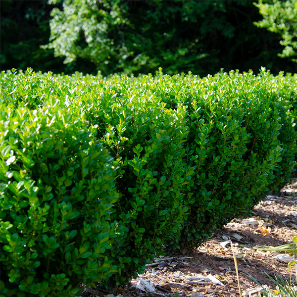NewGen® Freedom Boxwood - Image 3