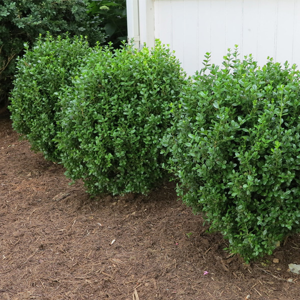 NewGen® Freedom Boxwood - Image 5