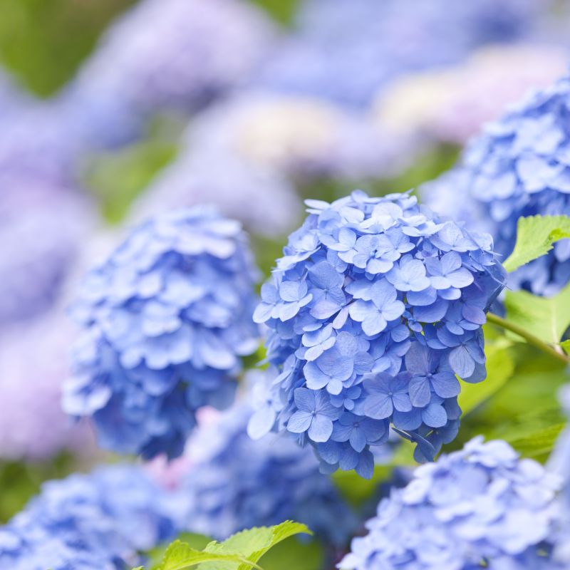 Nikko Blue Hydrangea