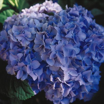 Nikko Blue Hydrangea - Image 3