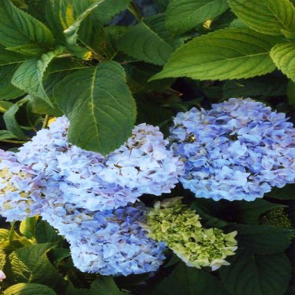 Nikko Blue Hydrangea - Image 4