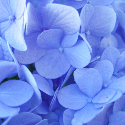 Nikko Blue Hydrangea - Image 5