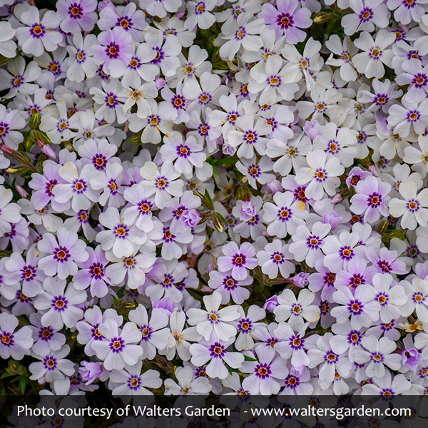 North Hills Creeping Phlox - Image 4