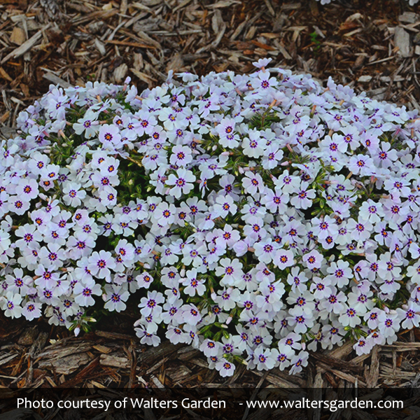 North Hills Creeping Phlox - Image 3
