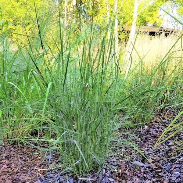 Northwind Switch Grass - Image 3