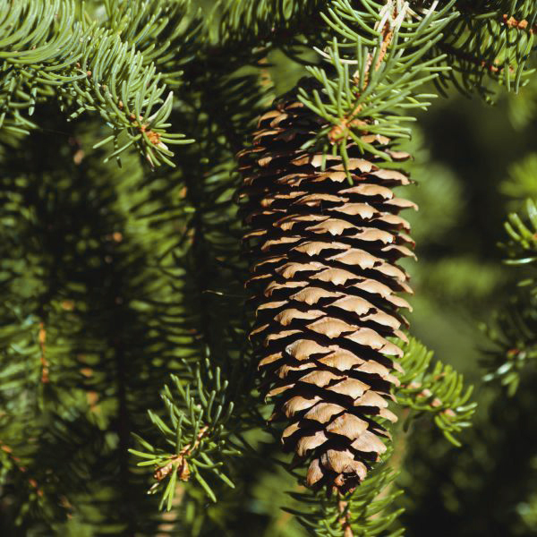 Norway Spruce Tree - Image 2
