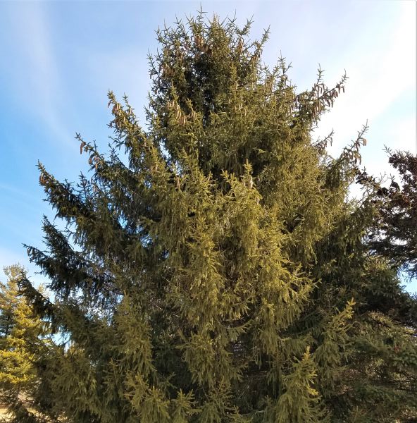 Norway Spruce Tree - Image 4