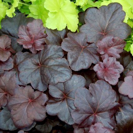 Obsidian Coral Bells - Image 4